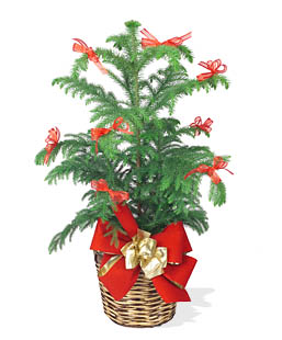 - Holiday Green Plant