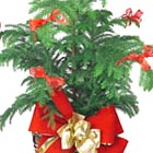 Holiday Green Plant