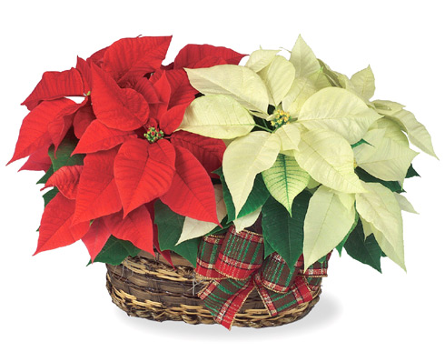 Twin Poinsettia Basket