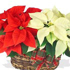 Twin Poinsettia Basket