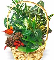 Holiday Planter Basket