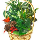 Holiday Planter Basket