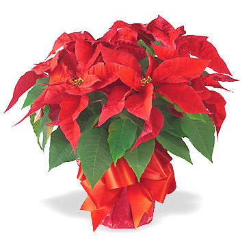 Holiday Poinsettia Plant Gift