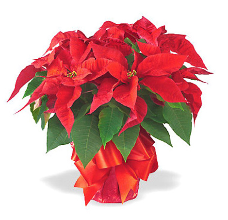 Holiday Poinsettia Plant Gift