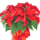 Poinsettia Plant