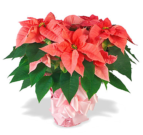 Holiday Poinsettia Plant Gift