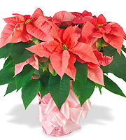 Holiday Poinsettia Plant Gift