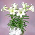 Extra Fancy Easter Lily