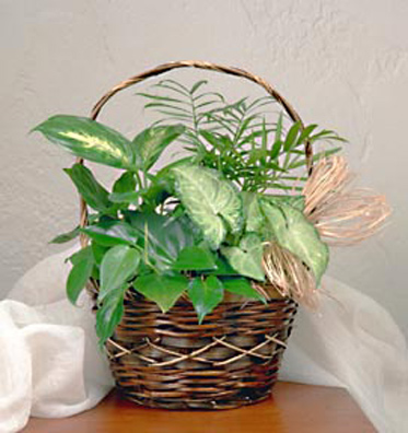 - Petite Green Plants Basket