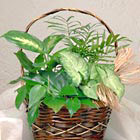 Petite Green Plants Basket