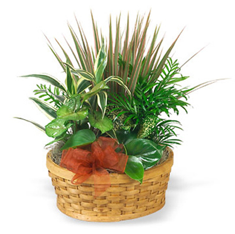 Medium Planter Basket