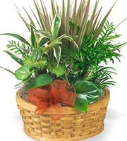 Medium Planter Basket