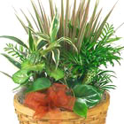 Planter Basket