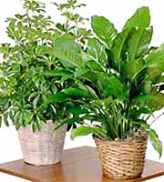 Home or Office Floor Plant