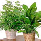 Home or Office Floor Plant