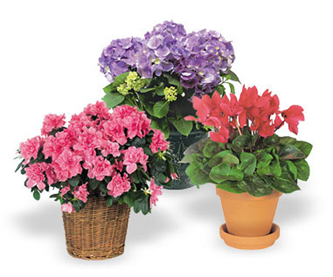  Flowers  and Plants  Deluxe Indoor  Flowering  Plant  Gift