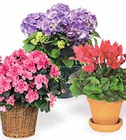 Deluxe Indoor Flowering Plant