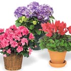 Deluxe Indoor Flowering Plant