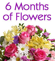 6 Months of Flowers