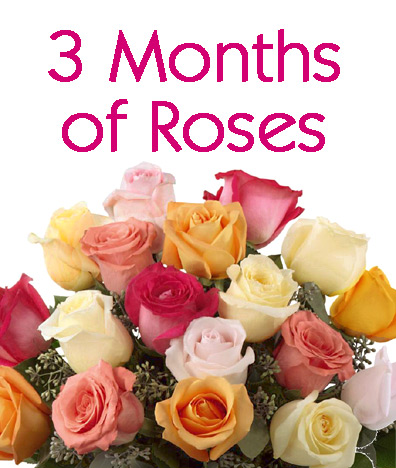 3 Months of Roses