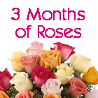 3 Months of Roses