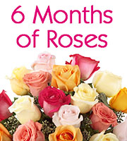 6 Months of Roses