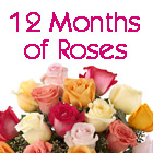 12 Months of Roses