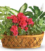 Plants Galore Basket