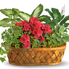 Plants Galore Basket