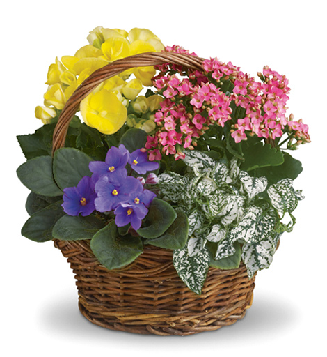 Spring Has Sprung Planter Basket