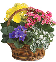 Spring Has Sprung Planter Basket