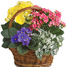 Spring Has Sprung Planter Basket