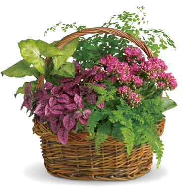 Secret Garden Plants Basket