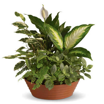 Serene Retreat Green Plants Planter