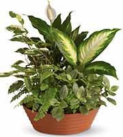 Serene Retreat Green Plants Planter