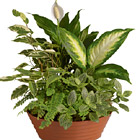 Serene Retreat Green Plants Planter