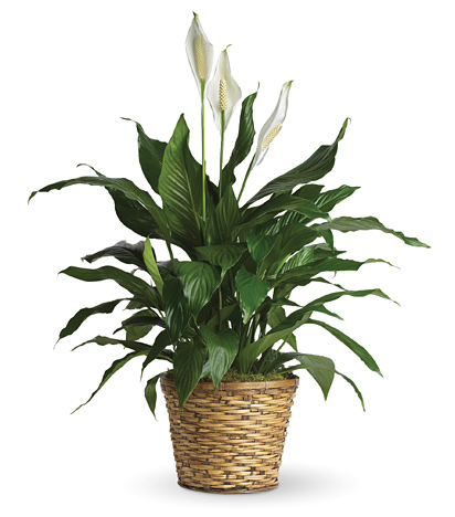 Peace Lily Plant