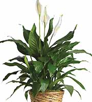 Peace Lily Plant