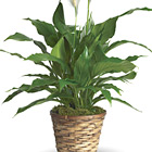 Peace Lily Plant