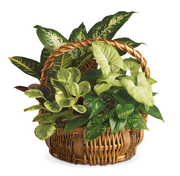 Emerald Garden Planter Basket