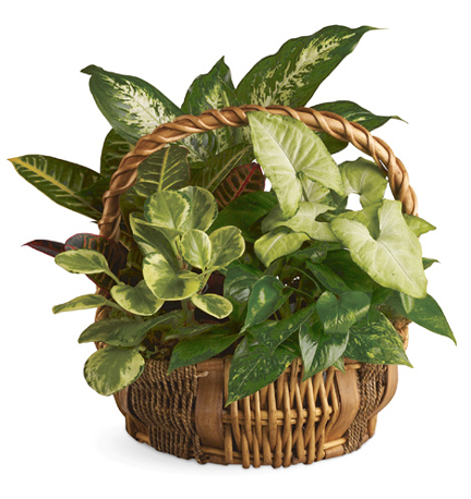 Emerald Garden Planter Basket