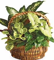 Emerald Garden Planter Basket