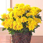 Classic Mum Plant