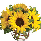 Sunny Sunflowers (Summer and Fall)