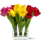 Tulip Cluster Trio