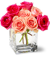 Shades of Pink Roses