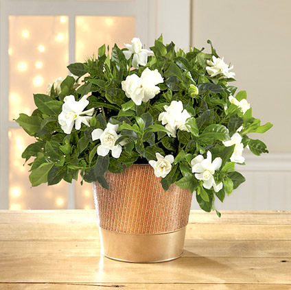 Holiday Gardenia Plant - Next Day Courier Delivery
