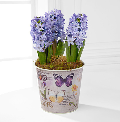 - Butterfly's Flight Hyacinth Plant