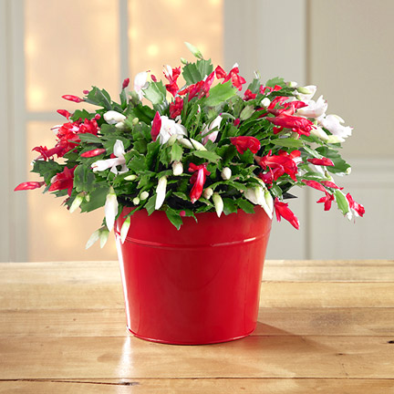 - Make It Merry Christmas Cactus