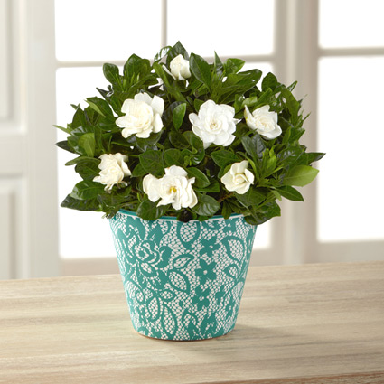 - All Laced Up Gardenia Plant